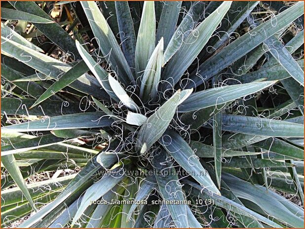 Yucca filamentosa 'Schneetanne' | Vezelpalmlelie, Vezelyucca, Palmlelie | Fädige Palmlilie | Spoonleaf Yucca