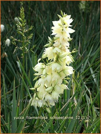 Yucca filamentosa 'Schneetanne' | Vezelpalmlelie, Vezelyucca, Palmlelie | Fädige Palmlilie | Spoonleaf Yucca