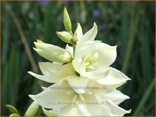 Yucca filamentosa 'Schneetanne' | Vezelpalmlelie, Vezelyucca, Palmlelie | Fädige Palmlilie | Spoonleaf Yucca