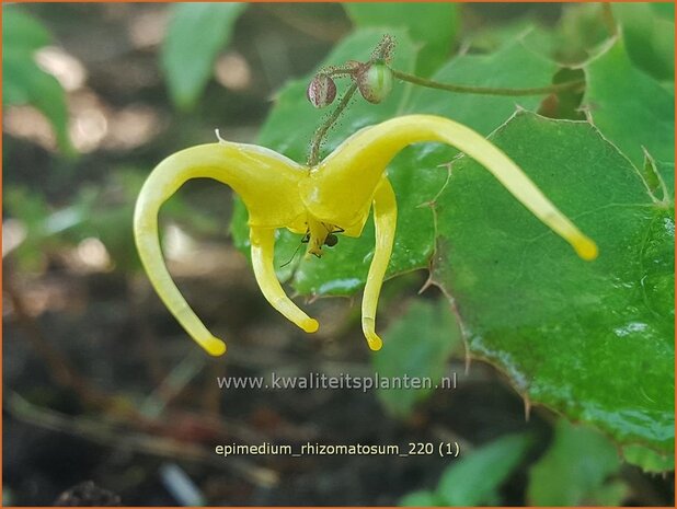 Epimedium rhizomatosum | Elfenbloem | Elfenblume | Barrenwort