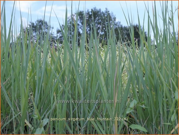 Panicum virgatum 'Blue Fountain' | Vingergras, Parelgierst | Rutenhirse | Wand Panic Grass