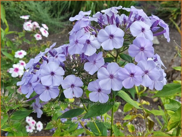 Phlox 'Donau' | Hoge vlambloem, Vlambloem, Flox, Floks | Hohe Flammenblume | Border Phlox