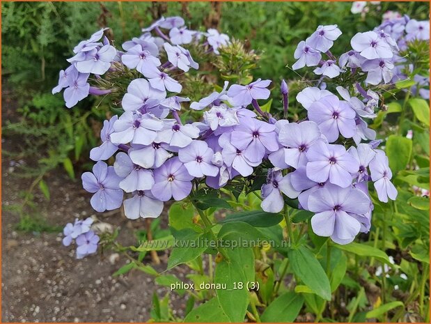 Phlox 'Donau' | Hoge vlambloem, Vlambloem, Flox, Floks | Hohe Flammenblume | Border Phlox