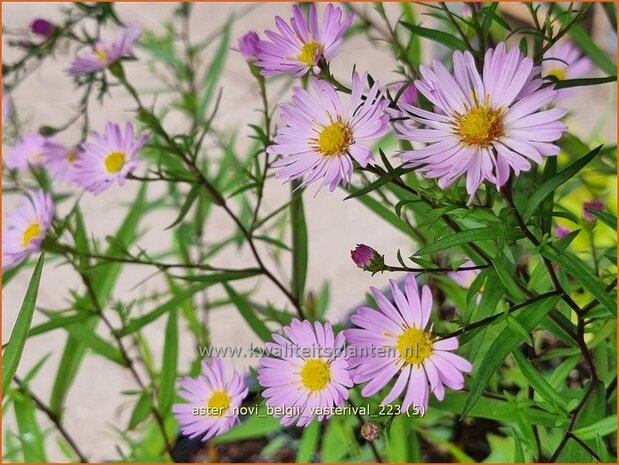 Aster 'Vasterival' | Aster | Aster | Aster