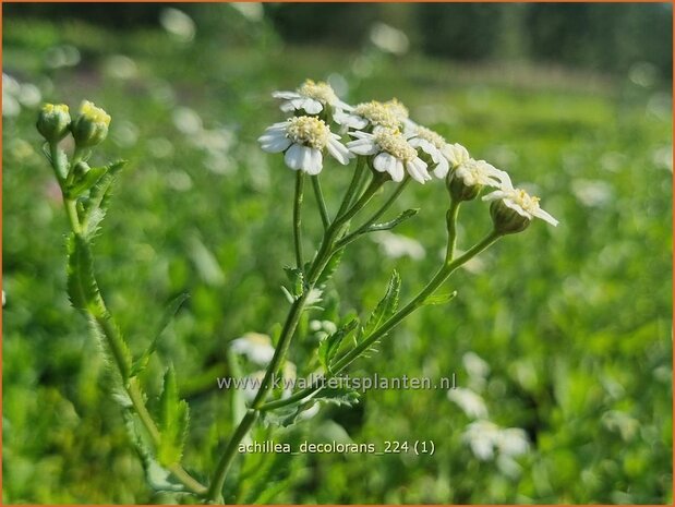 Achillea decolorans | Tuinbertram, Duizendblad | Muskatgarbe | Serrated Yarrow