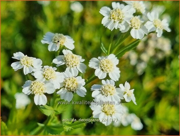 Achillea decolorans | Tuinbertram, Duizendblad | Muskatgarbe | Serrated Yarrow