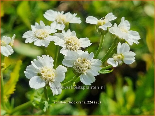 Achillea decolorans | Tuinbertram, Duizendblad | Muskatgarbe | Serrated Yarrow