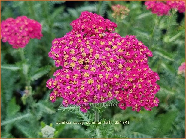 Achillea 'Sassy Summer Taffy' | Duizendblad | Garbe | Yarrow