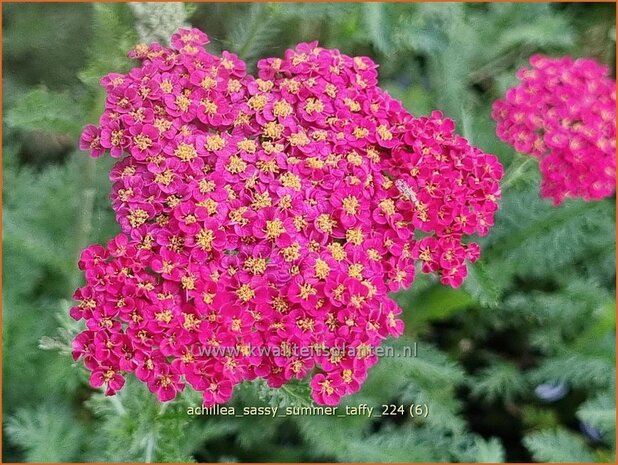 Achillea 'Sassy Summer Taffy' | Duizendblad | Garbe | Yarrow