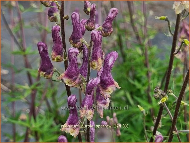 Aconitum 'Purple Sparrow' | Monnikskap | Eisenhut | Monkshood