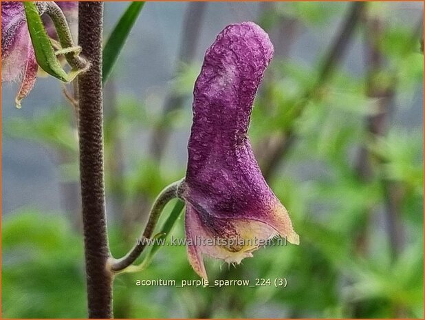 Aconitum 'Purple Sparrow' | Monnikskap | Eisenhut | Monkshood