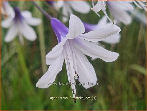 Agapanthus 'Fireworks' | Afrikaanse lelie, Kaapse lelie, Liefdesbloem, Blauwe tuberoos | Schmucklilie | African Lily