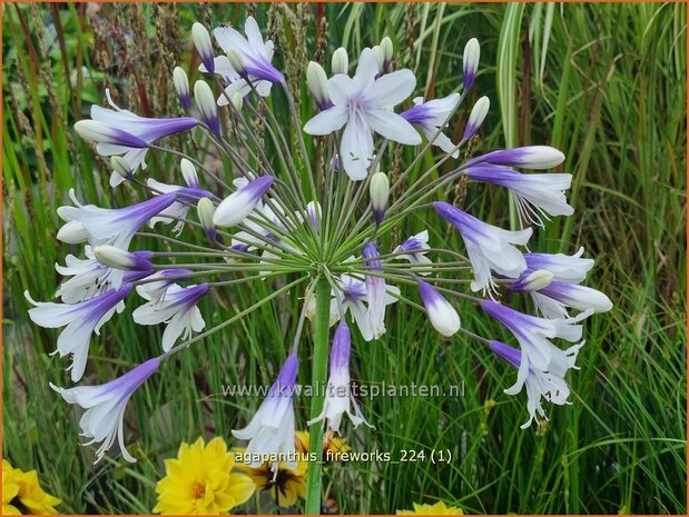 Agapanthus 'Fireworks' | Afrikaanse lelie, Kaapse lelie, Liefdesbloem, Blauwe tuberoos | Schmucklilie | African Lily