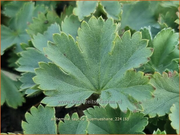 Alchemilla taurica 'Gümüshane' | Vrouwenmantel | Frauenmantel | Lady's Mantle