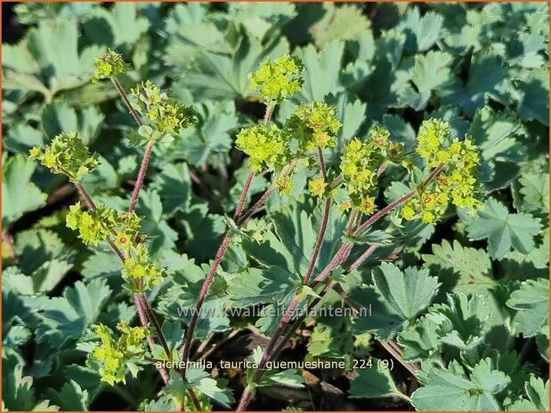 Alchemilla taurica 'Gümüshane' | Vrouwenmantel | Frauenmantel | Lady's Mantle