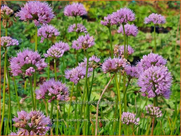 Allium lusitanicum 'Lisa Green' | Sierui, Look | Berg-Lauch | Mountain Garlic