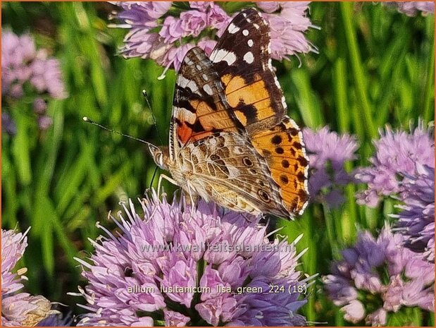 Allium lusitanicum 'Lisa Green' | Sierui, Look | Berg-Lauch | Mountain Garlic