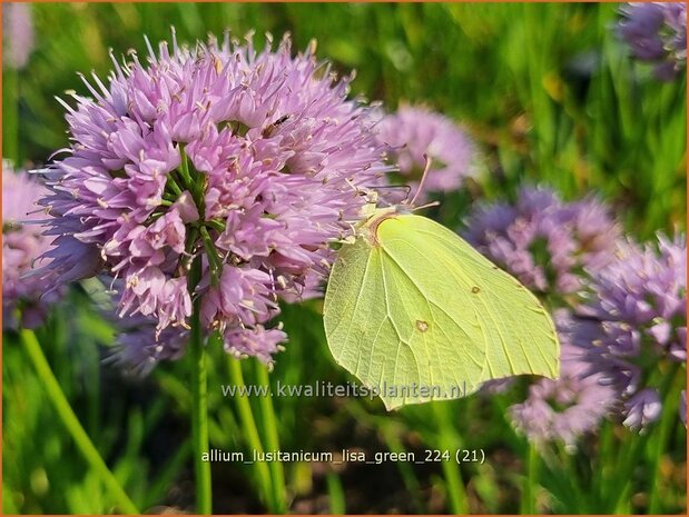 Allium lusitanicum 'Lisa Green' | Sierui, Look | Berg-Lauch | Mountain Garlic