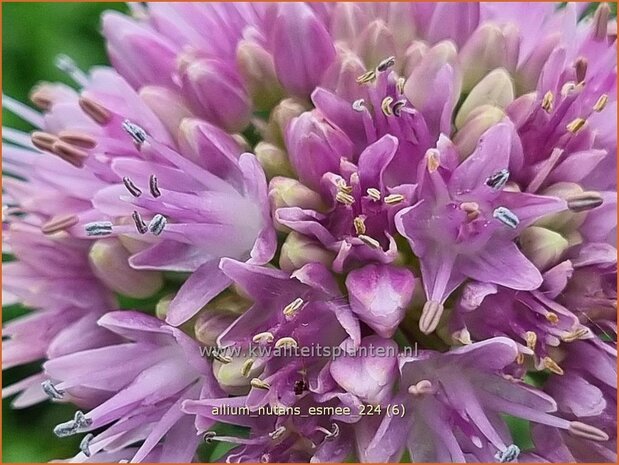 Allium nutans 'Esmee' | Siberisch bieslook, Look | Sibirischer Knoblauch | Siberian Chives