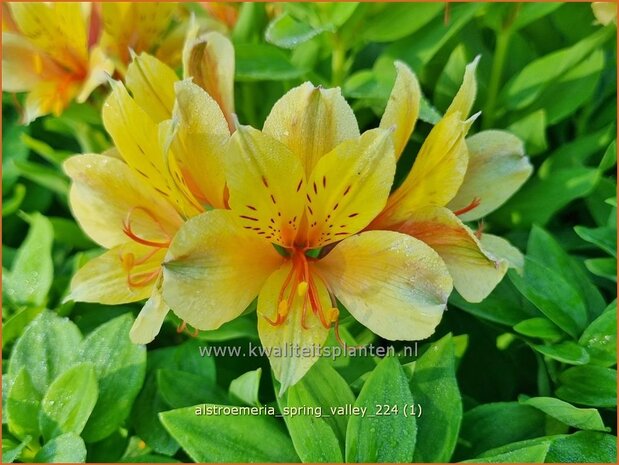 Alstroemeria 'Spring Valley' | Incalelie, Peruviaanse lelie | Inkalilie | Peruvian Lily