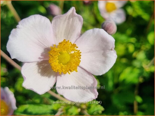 Anemone hupehensis | Herfstanemoon, Japanse anemoon, Chinese herfstanemoon, Anemoon | Herbstanemone | Japanese Anemone