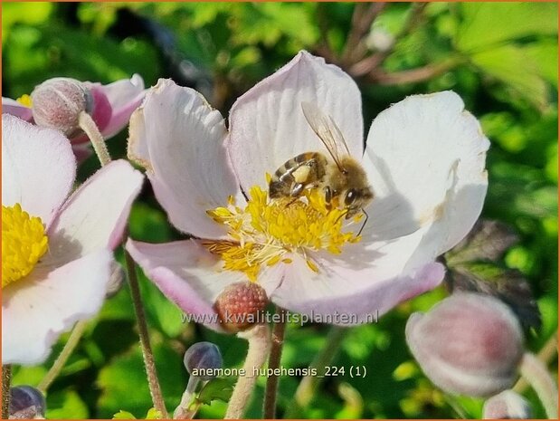 Anemone hupehensis | Herfstanemoon, Japanse anemoon, Chinese herfstanemoon, Anemoon | Herbstanemone | Japanese Anemone