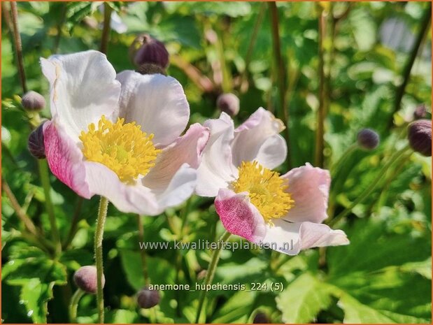 Anemone hupehensis | Herfstanemoon, Japanse anemoon, Chinese herfstanemoon, Anemoon | Herbstanemone | Japanese Anemone