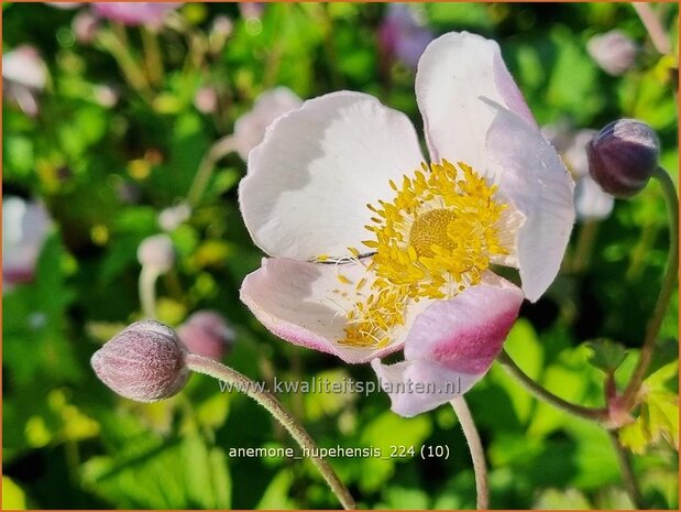 Anemone hupehensis | Herfstanemoon, Japanse anemoon, Chinese herfstanemoon, Anemoon | Herbstanemone | Japanese Anemone