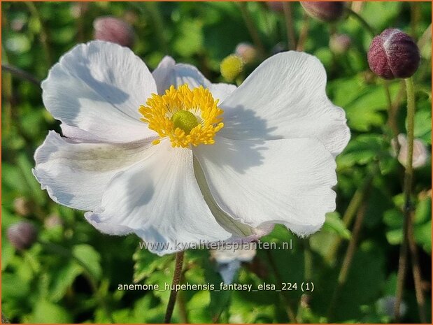 Anemone hupehensis 'Fantasy Elsa' | Herfstanemoon, Japanse anemoon, Chinese herfstanemoon, Anemoon | Herbstanemone | 