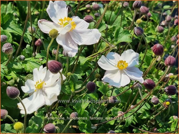 Anemone hupehensis 'Fantasy Elsa' | Herfstanemoon, Japanse anemoon, Chinese herfstanemoon, Anemoon | Herbstanemone | 