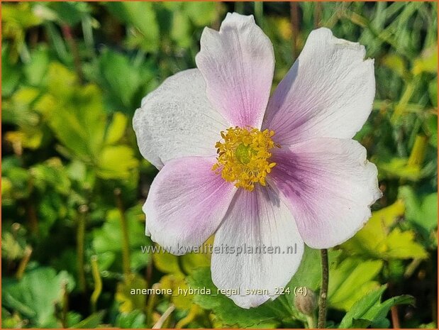 Anemone hybrida 'Regal Swan' | Herfstanemoon, Japanse anemoon, Anemoon | Herbstanemone | Japanese Anemone