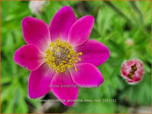 Anemone multifida 'Annabella Deep Rose' | Anemoon | Frühsommer-Windröschen | Rocky Mountain Windflower