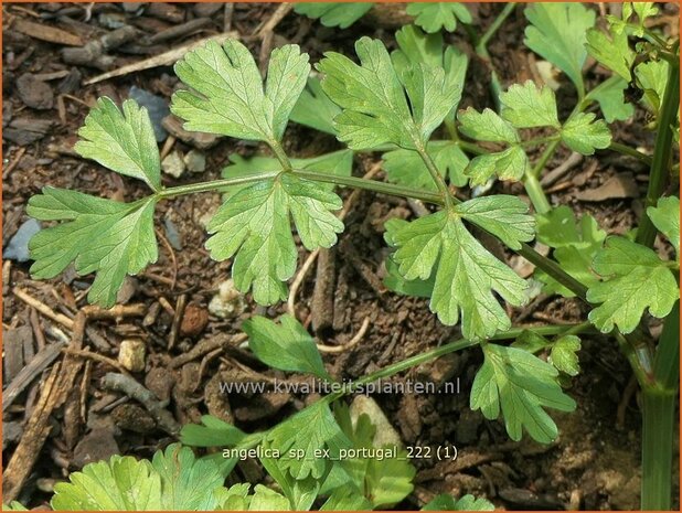 Angelica sp. (ex Portugal) | Engelwortel | Engelwurz | Archangel