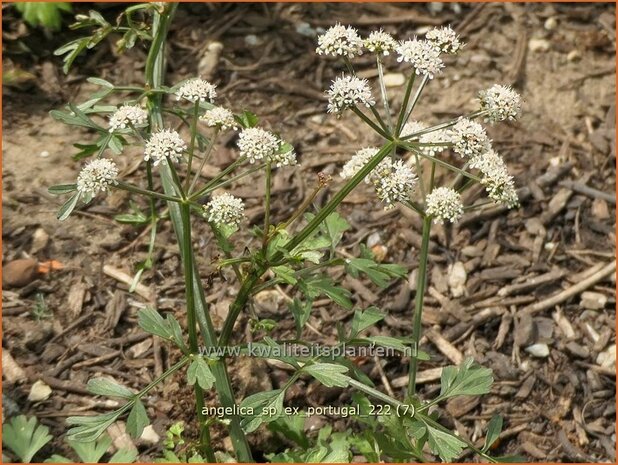 Angelica sp. (ex Portugal) | Engelwortel | Engelwurz | Archangel