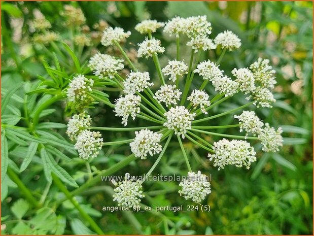 Angelica sp. (ex Portugal) | Engelwortel | Engelwurz | Archangel