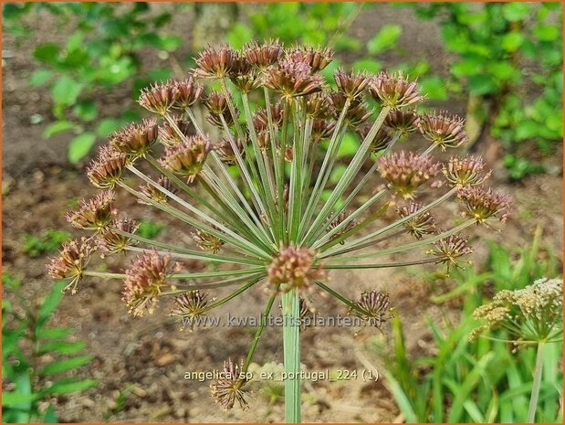 Angelica sp. (ex Portugal) | Engelwortel | Engelwurz | Archangel