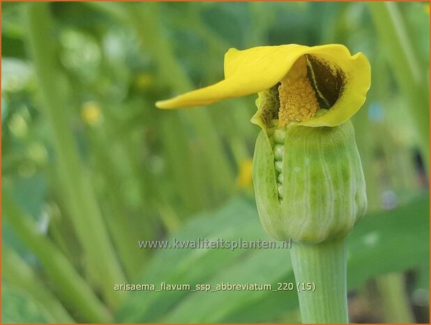 Arisaema flavum var. abbreviatum | Jan op de Preekstoel, Drakenvuurkorf, Cobralelie | Gelbblühender Feuerkolben | Yellow Chine