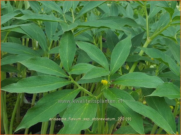 Arisaema flavum var. abbreviatum | Jan op de Preekstoel, Drakenvuurkorf, Cobralelie | Gelbblühender Feuerkolben | Yellow Chine