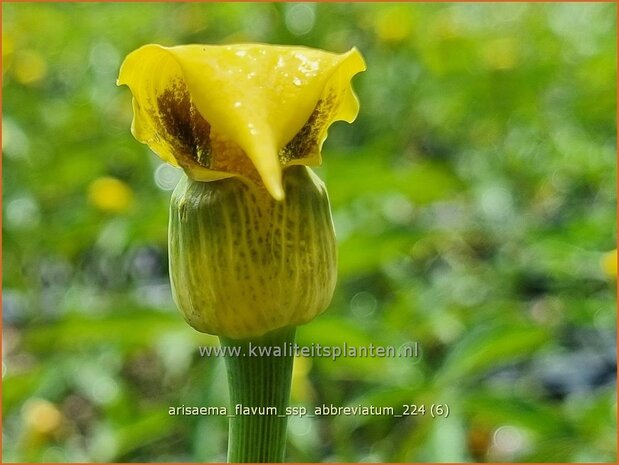 Arisaema flavum var. abbreviatum | Jan op de Preekstoel, Drakenvuurkorf, Cobralelie | Gelbblühender Feuerkolben | Yellow Chine