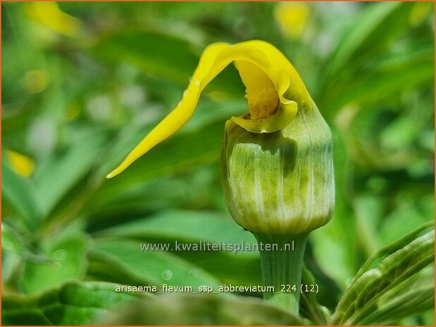 Arisaema flavum var. abbreviatum | Jan op de Preekstoel, Drakenvuurkorf, Cobralelie | Gelbblühender Feuerkolben | Yellow Chine