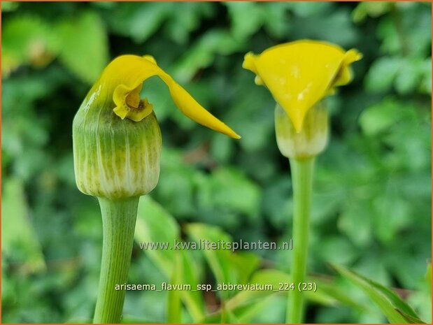 Arisaema flavum var. abbreviatum | Jan op de Preekstoel, Drakenvuurkorf, Cobralelie | Gelbblühender Feuerkolben | Yellow Chine