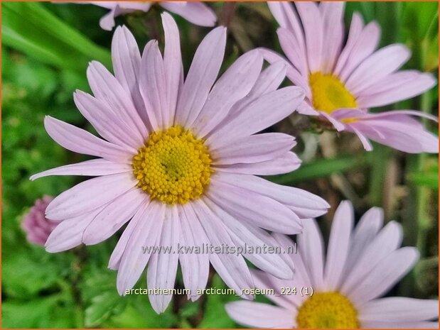 Arctanthemum arcticum 'Roseum' | Groenlandmargriet | Grönlandmargerite | Arctic Chrysanthemum