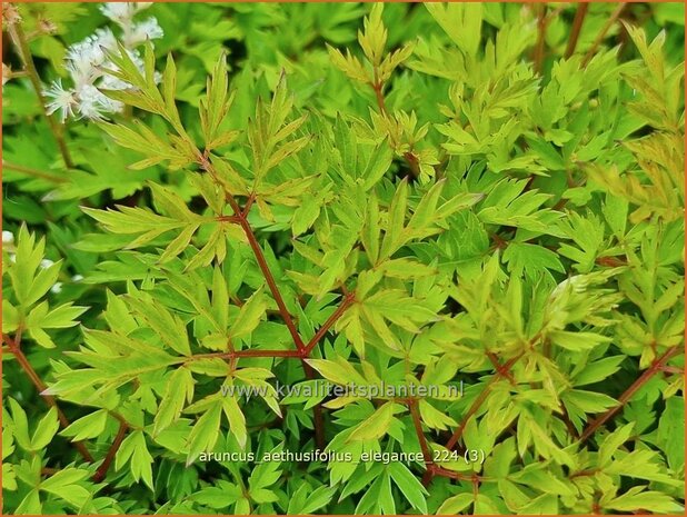 Aruncus aethusifolius 'Elegance' | Kleine geitenbaard, Geitenbaard | Kleiner Geißbart | Dwarf Goat's Beard