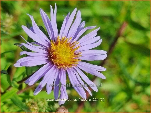 Aster amethystinus 'Freiburg' | Aster | Kleinblütige Herbst-Aster | Amethyst Aster