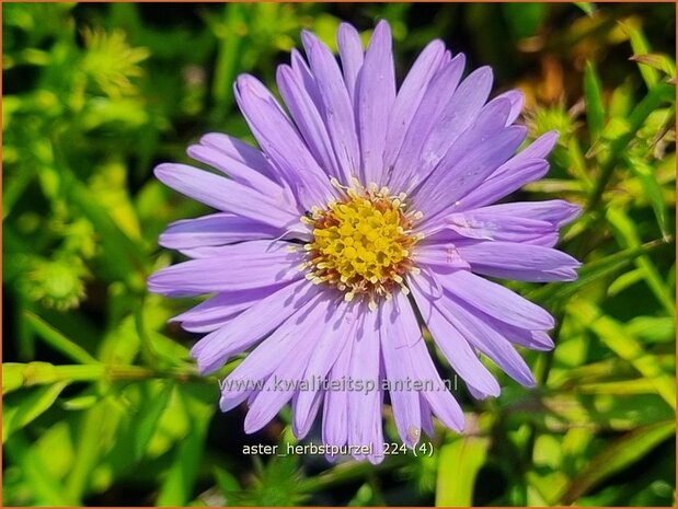 Aster 'Herbstpurzel' | Aster | Aster | Aster