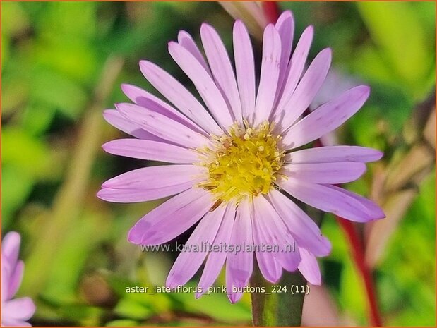 Aster lateriflorus 'Pink Buttons' | Kleinbloemige aster, Aster | Waagerechte Herbst-Aster | Calico Aster