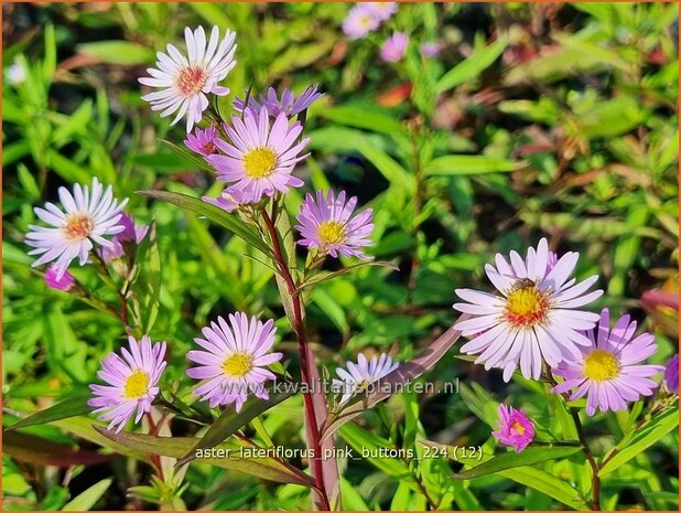 Aster lateriflorus 'Pink Buttons' | Kleinbloemige aster, Aster | Waagerechte Herbst-Aster | Calico Aster