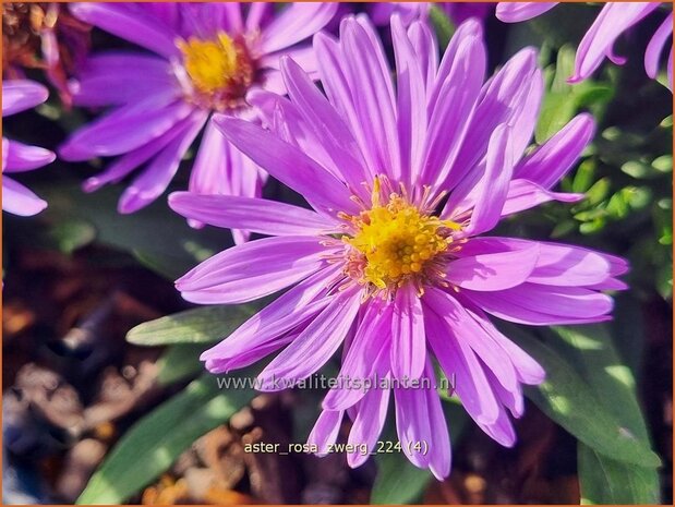 Aster 'Rosa Zwerg' | Aster | Aster | Aster