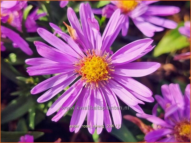 Aster 'Rosa Zwerg' | Aster | Aster | Aster