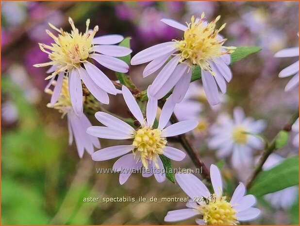 Aster spectabilis 'Ile de Montreal' | Prachtaster, Aster | Prachtaster | Eastern Showy Aster